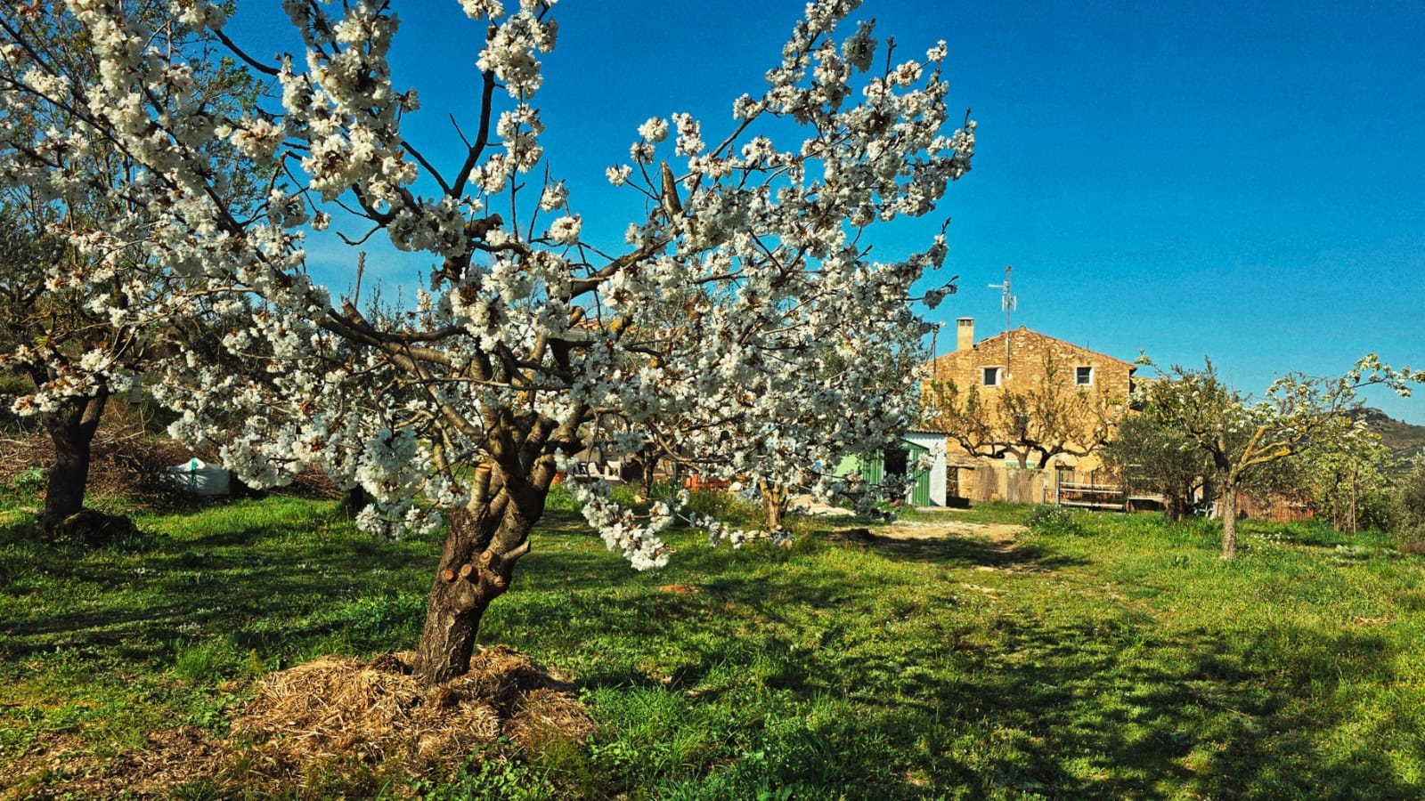 Masía en primavera de La Llar del Maestrat